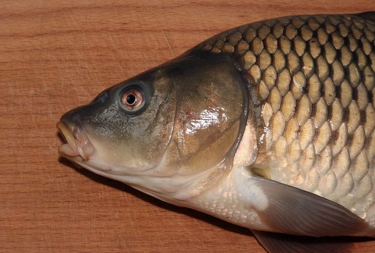 A common carp