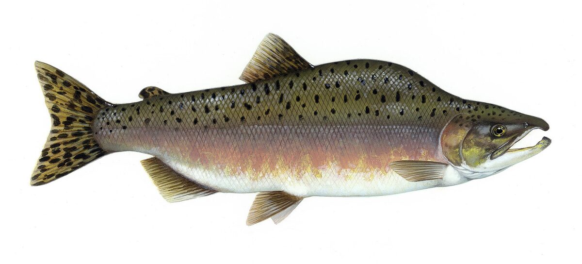 A pink salmon illustration